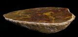 Unusual Osmunda Petrified Wood End Slice #6295-1